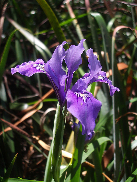Iris douglasiana