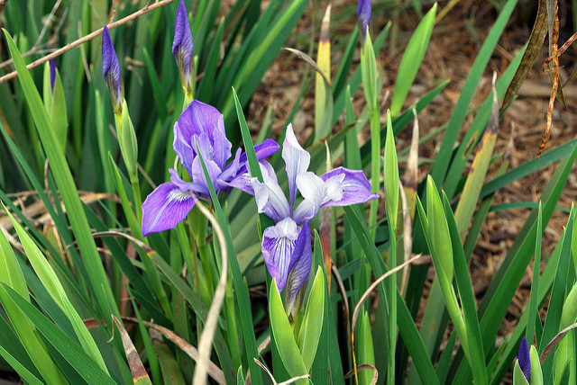 Iris douglasiana