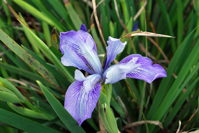 Iris douglasiana