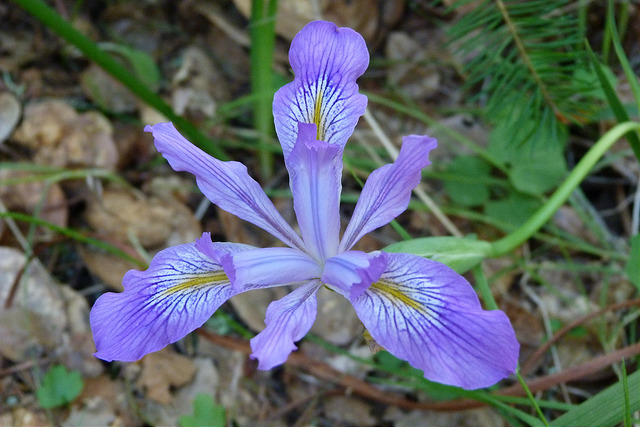 Iris douglasiana (Iris douglasiana)