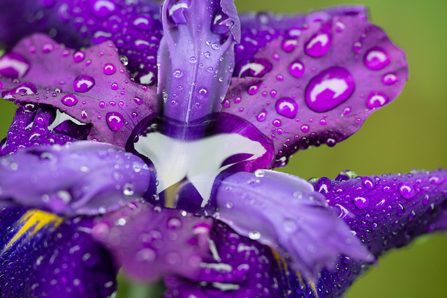 Iris japonais (Iris ensata)