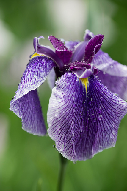 Iris japonais