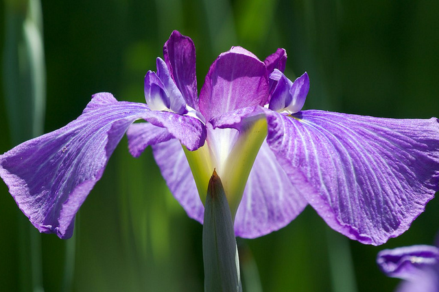 Iris japonais
