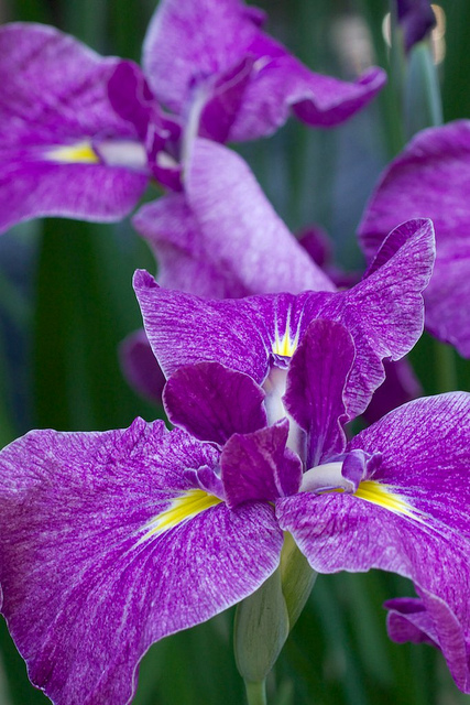 Iris japonais