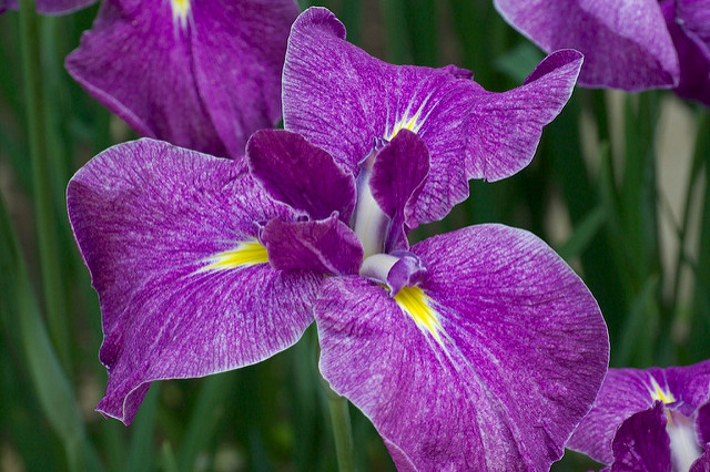 Iris japonais