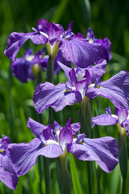 Iris japonais