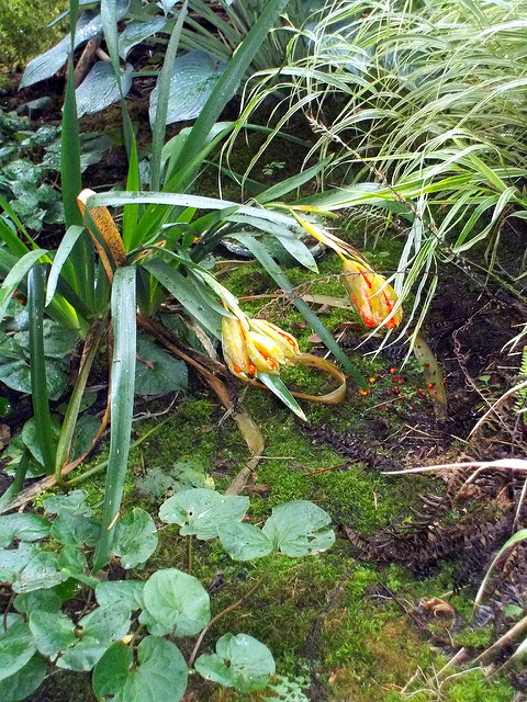 Iris fétide (Iris foetidissima)