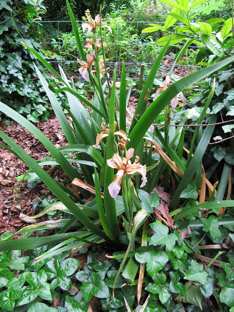 Iris fétide