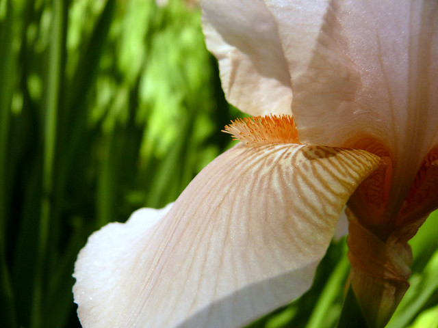 Iris germanica (Iris germanica)