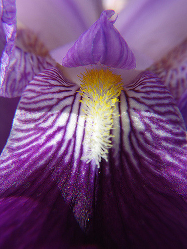 Iris germanica