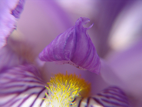 Iris germanica