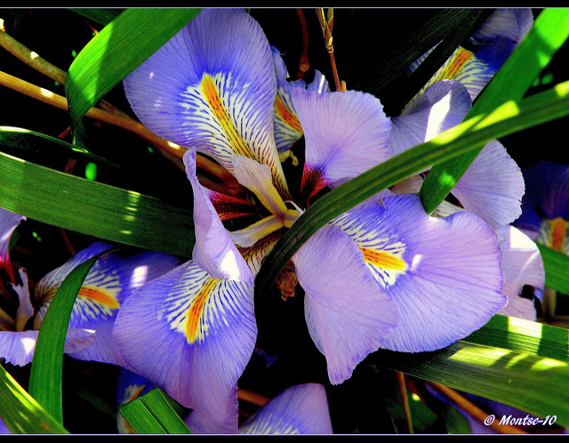 Iris germanica