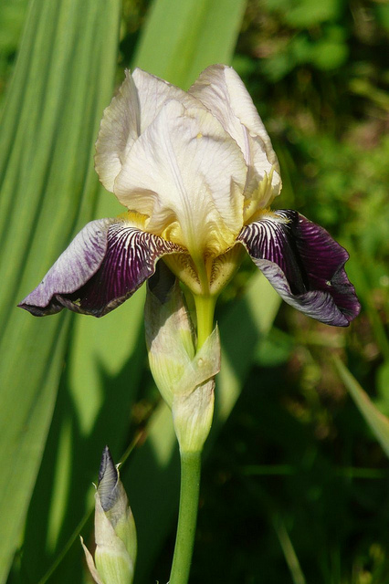 Iris germanica