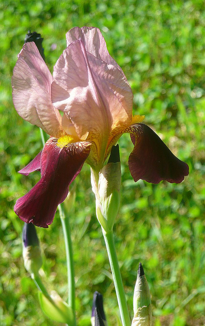 Iris germanica