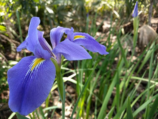 Iris giganticaerulea (Iris giganticaerulea)
