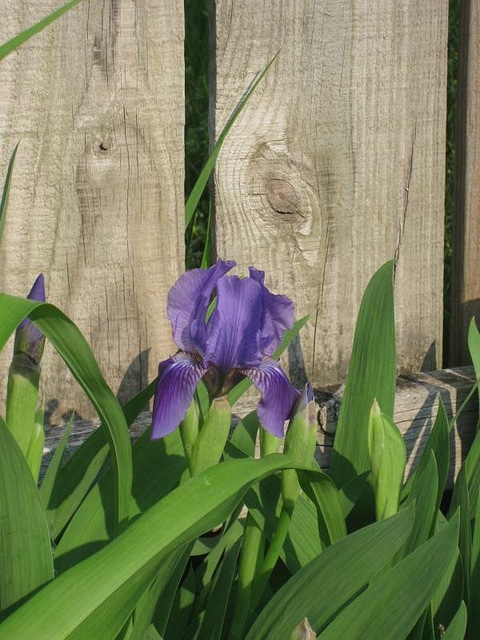 Iris giganticaerulea