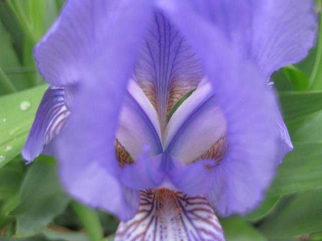 Iris giganticaerulea