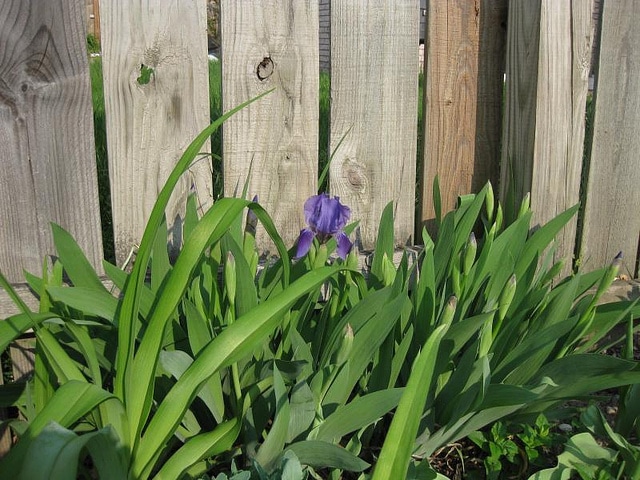 Iris giganticaerulea