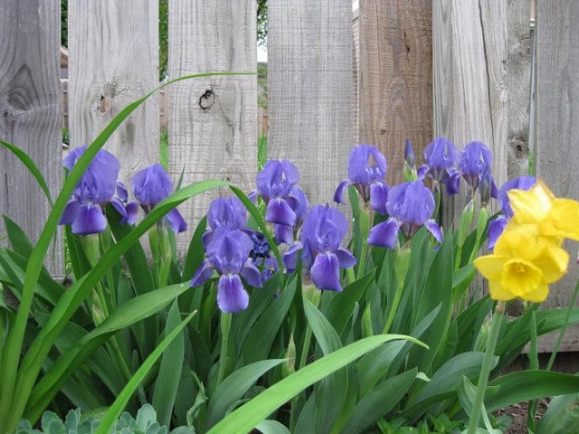 Iris giganticaerulea