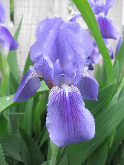 Iris giganticaerulea