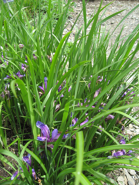 Iris à feuilles de graminées (Iris graminea)