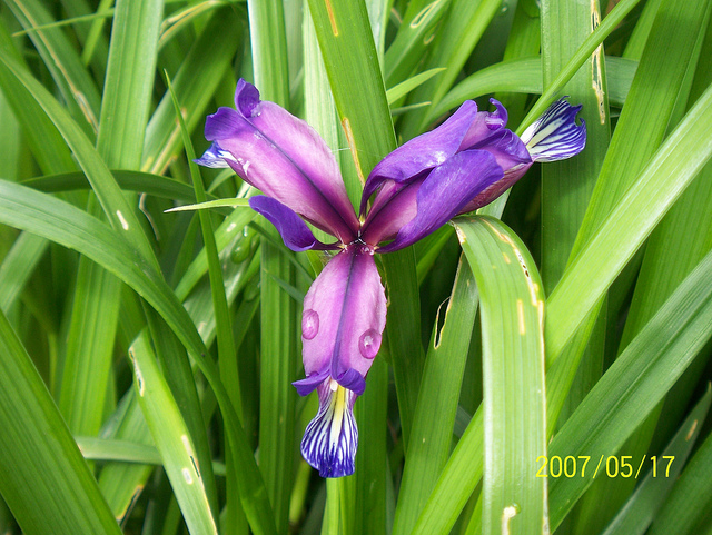Iris à feuilles de graminées