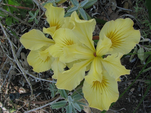 Iris hartwegii