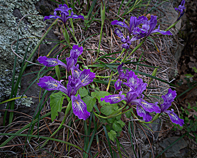 Iris hartwegii