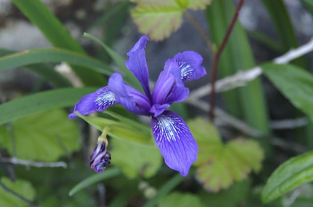 Iris hartwegii