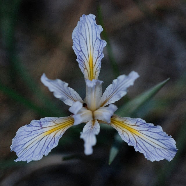 Iris hartwegii