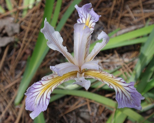 Iris hartwegii