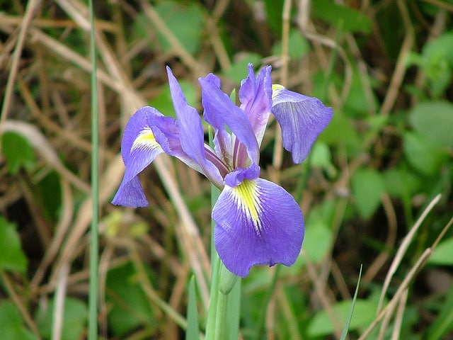 Iris hexagona (Iris hexagona)