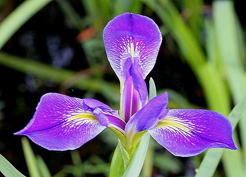 Iris hexagona