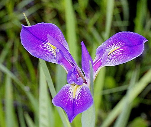 Iris hexagona