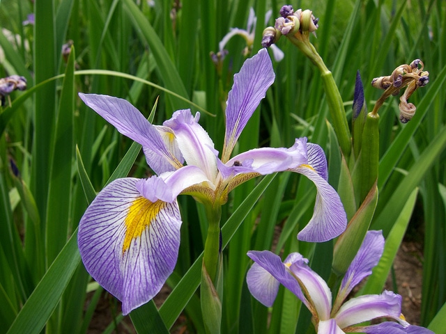 Iris hexagona