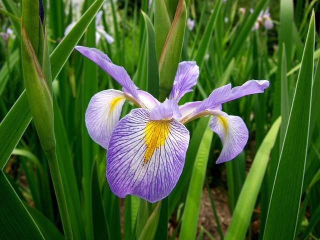 Iris hexagona