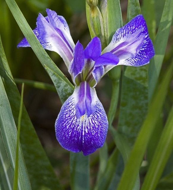 Iris hexagona