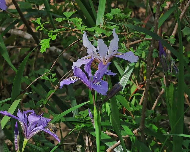 Iris innominata