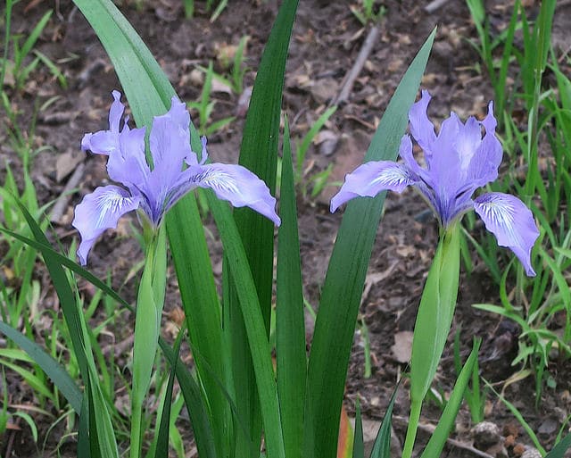 Iris innominata