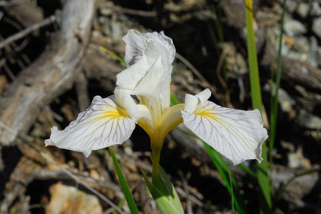 Iris innominata (Iris innominata)