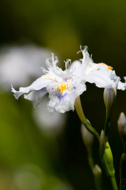 Iris du japon