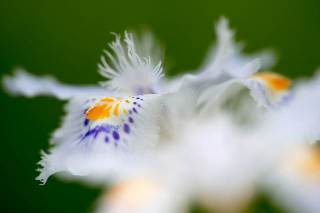 Iris du japon
