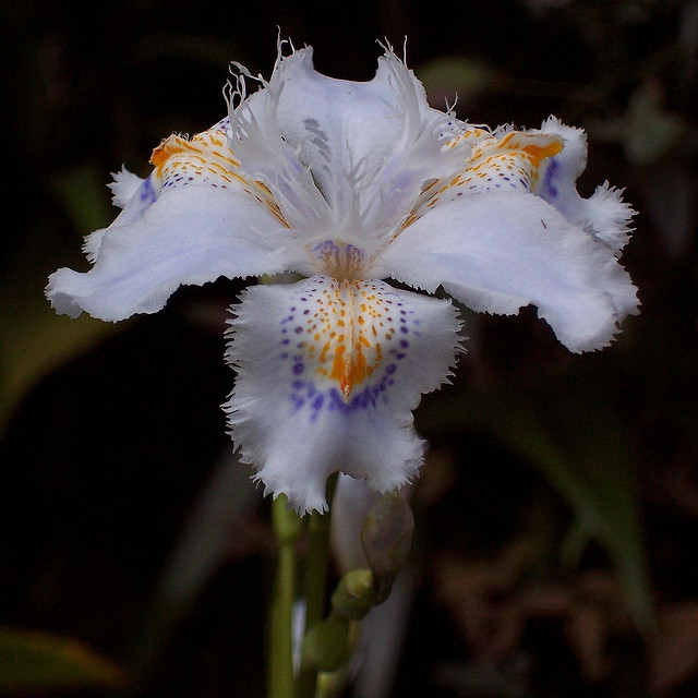 Iris du japon