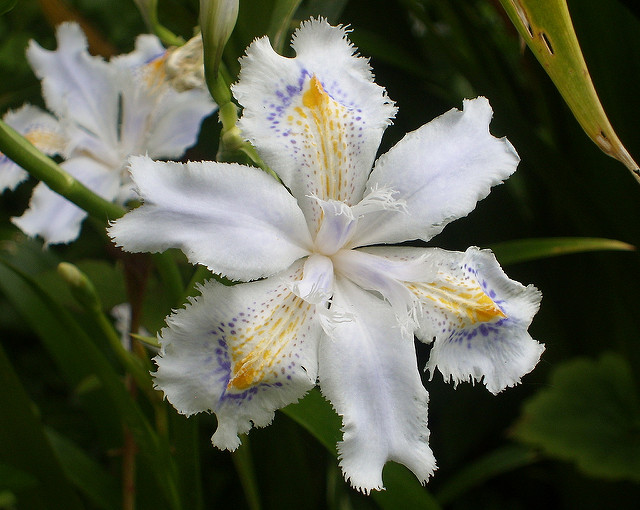 Iris du japon