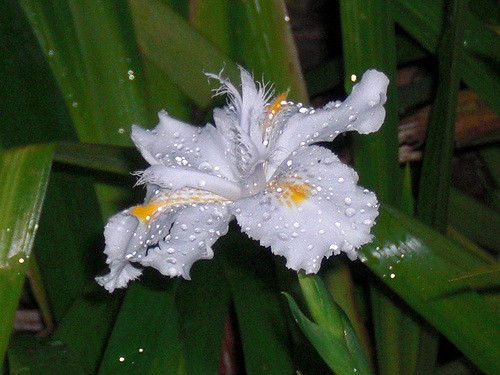 Iris du japon