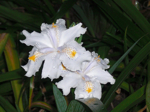 Iris du japon (Iris japonica)
