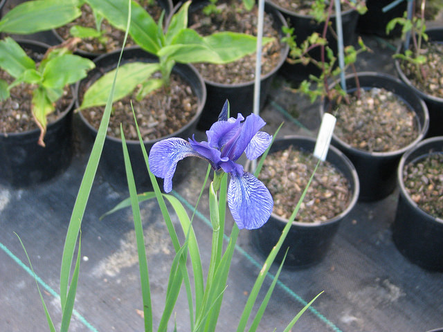 Iris kemaonensis (Iris kemaonensis)