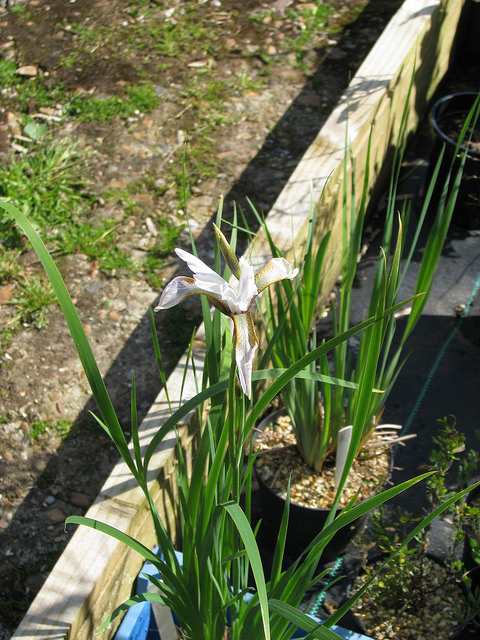 Iris kemaonensis