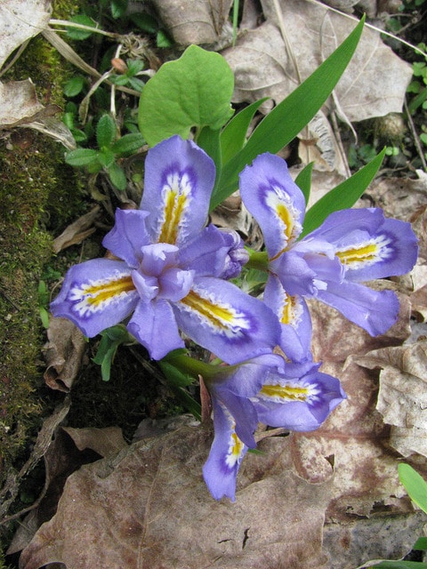 Iris lacustris