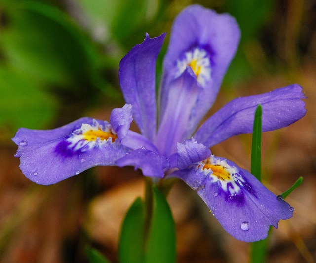 Iris lacustris